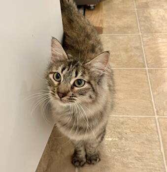 Rescue Domestic Medium Hair Cats for Adoption in Pocatello, Idaho - Star | PetCurious