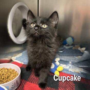 Cupcake -  American Shorthair Cat for Adoption in Oak Ridge, Tennessee - Cupcake | PetCurious