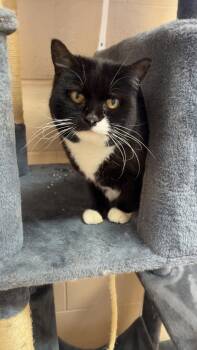 Flower -  Domestic Short Hair Cat Available for Adoption in Washington, Utah - Flower | PetCurious
