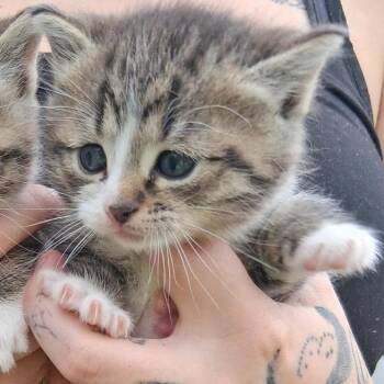 Domestic Short Hair Cats Available for Adoption in Ringtown, Pennsylvania - Gem | PetCurious