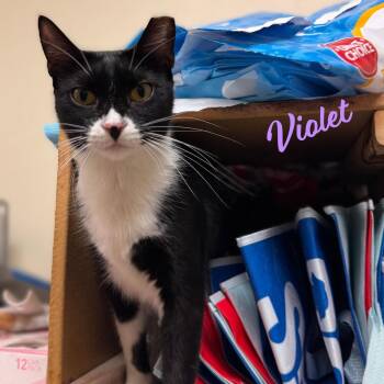 Violet #absolute-angel -  Tuxedo and Domestic Short Hair Cat for Adoption in Houston, Texas - Violet #absolute-angel | PetCurious