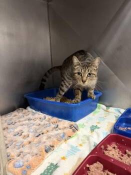 Rigatoni -  Domestic Short Hair Cat for Adoption in Bellevue, Washington - Rigatoni | PetCurious