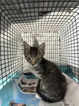 JIMMY -  Domestic Short Hair Cat for Adoption in Fort Lauderdale, Florida - JIMMY | PetCurious