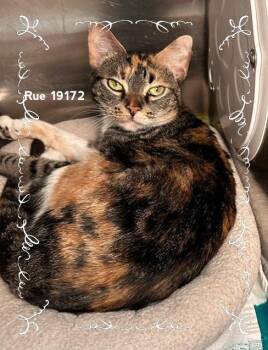 Domestic Short Hair Cats Available for Adoption in Marietta, Georgia - RUE | PetCurious