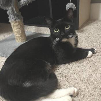 Jackie -  American Shorthair Cat for Adoption in Freeport, Florida - Jackie | PetCurious