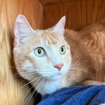 Duncan -  Domestic Short Hair Cat for Adoption in Bentonville, Arkansas - Duncan | PetCurious