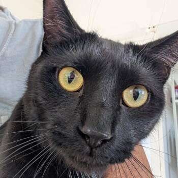 Ruby -  Domestic Short Hair Cat for Adoption in Chapel Hill, North Carolina - Ruby | PetCurious