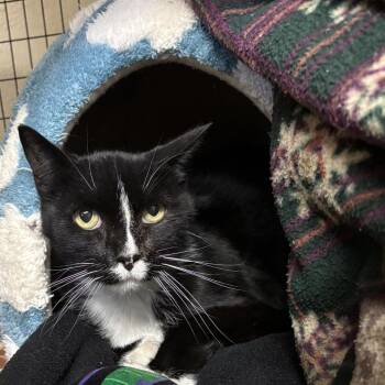Tux -  Domestic Short Hair Cat for Adoption in Medford, Oregon - Tux | PetCurious