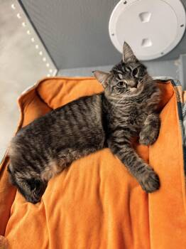 Taffy -  Domestic Medium Hair Cat for Adoption in St. Cloud, Florida - Taffy | PetCurious