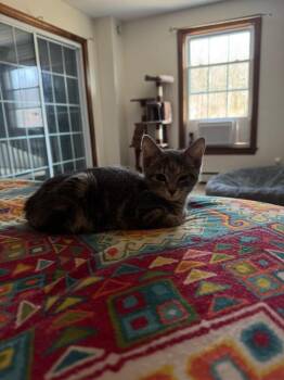 Domestic Short Hair Cats Available for Adoption in Gorham, Maine - Ollie | PetCurious