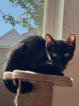 Jet -  Tabby Cat Available for Adoption in San Antonio, Texas - Jet | PetCurious
