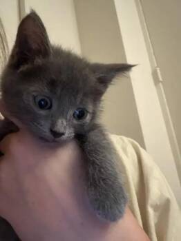 Poblano -  Domestic Short Hair Cat for Adoption in Wyoming, Michigan - Poblano | PetCurious