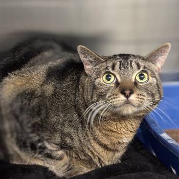 Domestic Short Hair Cats Available for Adoption - Angel | PetCurious