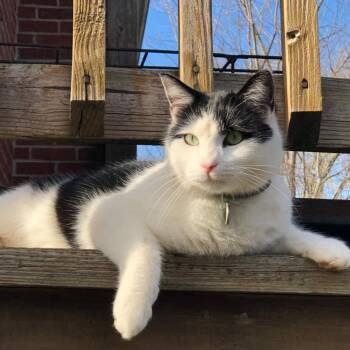 Domestic Medium Hair Cats Available for Adoption in Roanoke, Virginia - Mushu | PetCurious