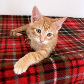 Tesla -  Domestic Short Hair Cat for Adoption in Green Bay, Wisconsin - Tesla | PetCurious