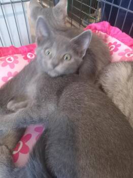 Whisper (Dolores) -  Domestic Short Hair Cat for Adoption in Pahrump, Nevada - Whisper (Dolores) | PetCurious