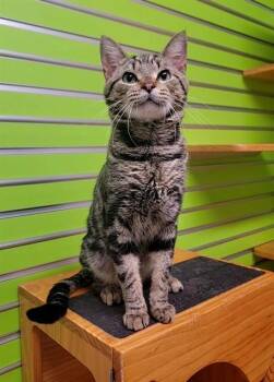 CALIX -  Domestic Short Hair Cat Available for Adoption in St. Peters, Missouri - CALIX | PetCurious