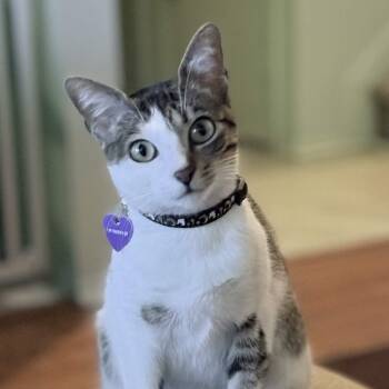 Bella -  Domestic Short Hair Cat for Adoption in Weehawken Township, New Jersey - Bella | PetCurious