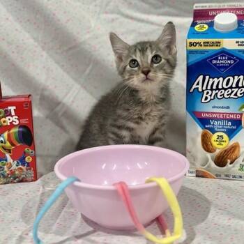 Cinnamon Toast -  Domestic Short Hair Cat for Adoption in Prince Frederick, Maryland - Cinnamon Toast | PetCurious