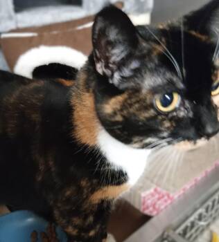 Rescue Domestic Short Hair Cats for Adoption in Chehalis, Washington - Baxter | PetCurious
