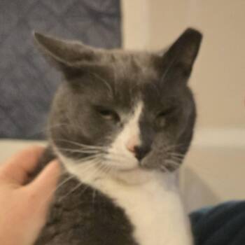 Domestic Short Hair Cats Available for Adoption - Smokey | PetCurious