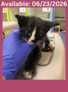 Cat Condo #21 -  Domestic Short Hair Cat for Adoption in Greenville, Texas - Cat Condo #21 | PetCurious