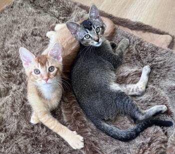 Sasha, Slingshot, Tiger, Yabba, Ninja, Moose -  Domestic Short Hair Cat for Adoption in San Luis Obispo, California - Sasha, Slingshot, Tiger, Yabba, Ninja, Moose | PetCurious