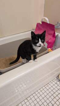 Rescue Domestic Short Hair Cats for Adoption in Hanson, Massachusetts - Potter Kitten #1 | PetCurious