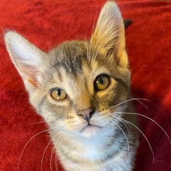 Rescue Domestic Short Hair Cats for Adoption in Rochester, Minnesota - Aster | PetCurious