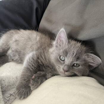 Santos -  Domestic Short Hair Cat for Adoption in Pasadena, California - Santos | PetCurious