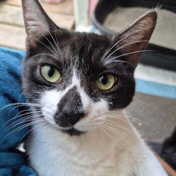 Lily Langtry -  Domestic Short Hair and Tuxedo Cat for Adoption in Friendswood, Texas - Lily Langtry | PetCurious