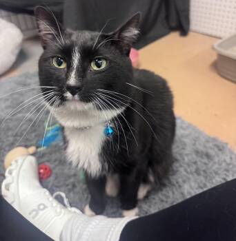 Rescue Tuxedo Cats for Adoption in Lambertville, New Jersey - Mr. Big | PetCurious