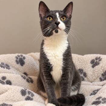 Shadow -  Domestic Short Hair and Extra Toes Cat Hemingway Polydactyl Cat for Adoption in Bethel, Connecticut - Shadow | PetCurious