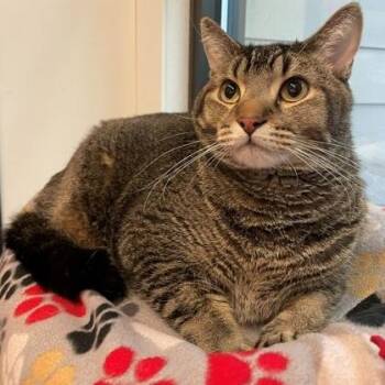 Domestic Short Hair Cats Available for Adoption in Rochester, Minnesota - Chevy | PetCurious