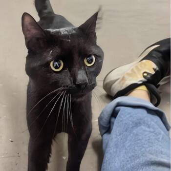 Maverick -  Domestic Short Hair Cat for Adoption in Marysville, Ohio - Maverick | PetCurious