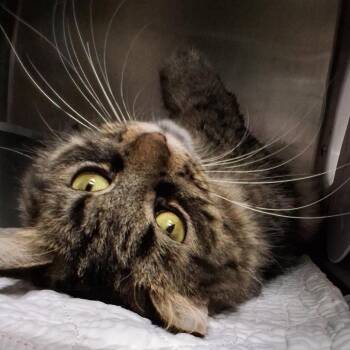 Bonita -  Tabby Cat for Adoption in Little Falls, Minnesota - Bonita | PetCurious