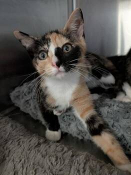 Rose -  Domestic Short Hair Cat for Adoption in Bridgewater, New Jersey - Rose | PetCurious
