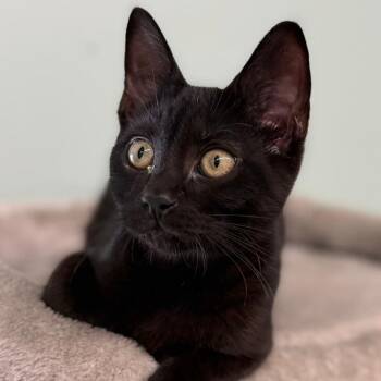 Jelly -  Domestic Short Hair Cat for Adoption in Pittsford, Vermont - Jelly | PetCurious