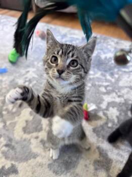 Sunny -  Domestic Short Hair Cat for Adoption in North Babylon, New York - Sunny | PetCurious
