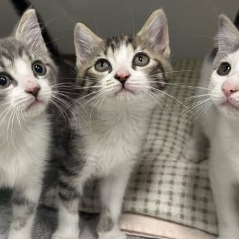 Rocket -  Domestic Medium Hair Cat for Adoption in Charleston, West Virginia - Rocket | PetCurious