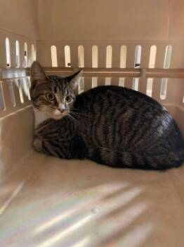 Rescue Domestic Short Hair Cats for Adoption in Joplin, Missouri - Ronnie 126110 | PetCurious