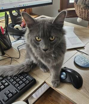 Thursday -  Domestic Long Hair Cat for Adoption in Wheaton, Illinois - Thursday | PetCurious