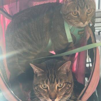 Illumi -  Domestic Short Hair Cat for Adoption in Clearwater, Florida - Illumi | PetCurious
