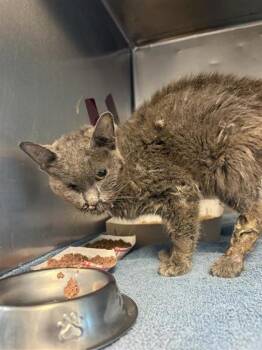 61572134 -  Domestic Short Hair Cat for Adoption in El Paso, Texas - 61572134 | PetCurious