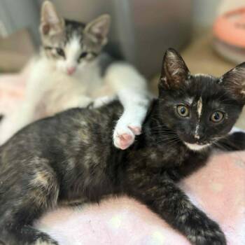 Arnie -  Domestic Short Hair Cat for Adoption in West Olive, Michigan - Arnie | PetCurious
