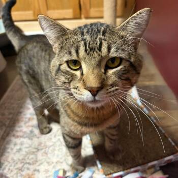 Walter C12347 -  Domestic Short Hair Cat for Adoption - Walter C12347 | PetCurious