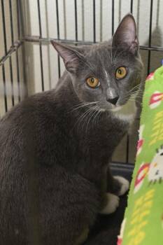 MySpace -  Domestic Short Hair Cat for Adoption in Baton Rouge, Louisiana - MySpace | PetCurious