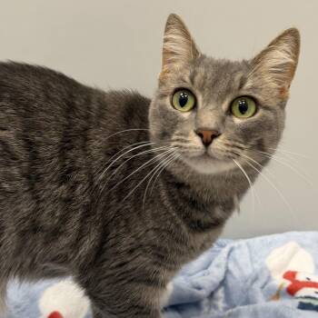 Luna -  Domestic Short Hair Cat for Adoption in Cooperstown, New York - Luna | PetCurious