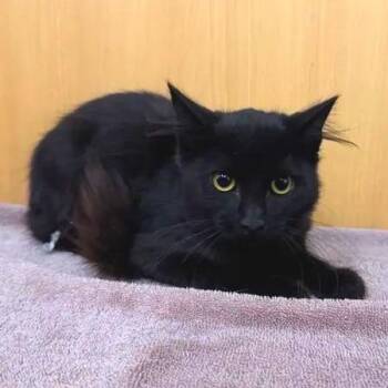 Romeo -  Domestic Medium Hair Cat for Adoption in Brentwood, Missouri - Romeo | PetCurious
