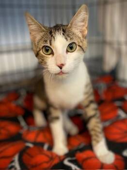 Domestic Short Hair Cats Available for Adoption - Cleo W/Olivia | PetCurious